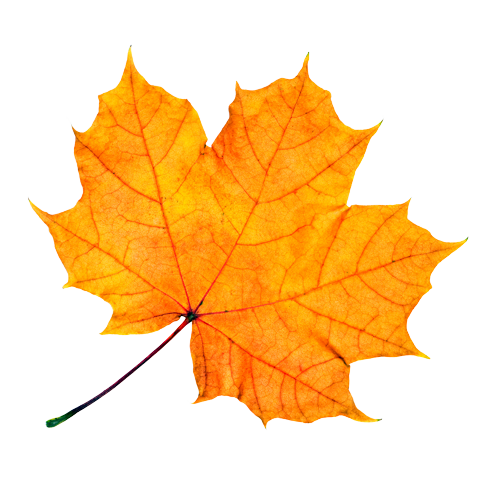 Yellow Autumn Maple leaf